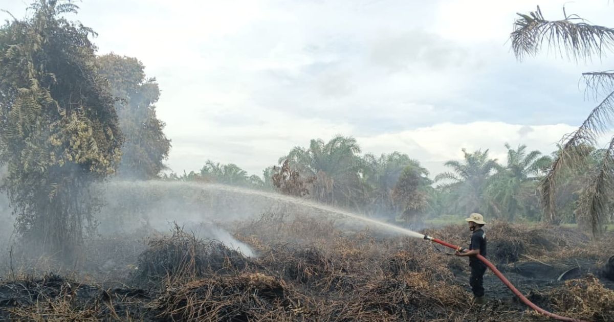 Kebakaran Puluhan Hektar Lahan  di Aceh Singkil Dan Parigi Moutong, Angin Kencang Sulitkan Pemadaman
